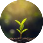 돈이 자라는 나무